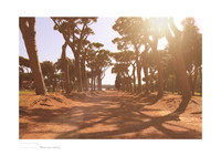 Fine art print of the Sabaudia pine forest at sunset with tree shadows and lens flare
