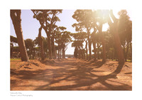 Fine art print of the Sabaudia pine forest at sunset with tree shadows and lens flare