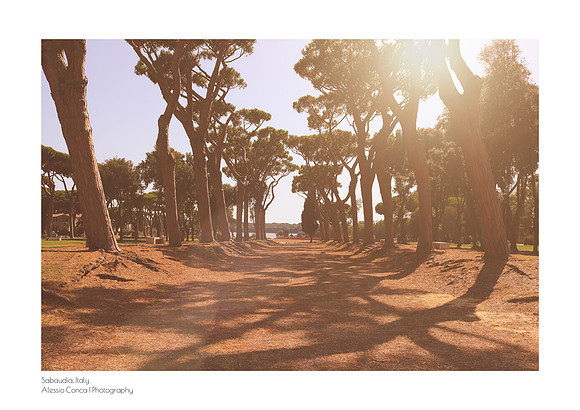 Fine art print of the Sabaudia pine forest at sunset with tree shadows and lens flare