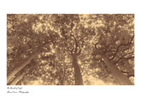 A3 - Fine Art Prints