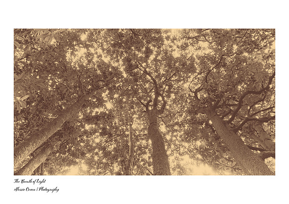 Black-and-white fine art photograph with a classic bronze toning. A magnolia forest in Angera on Lake Maggiore, photographed from below. The trunks and trees branch out like a family tree as rays of s