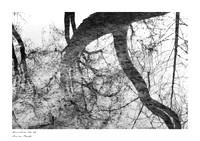 Black-and-white photograph of tree reflected in water at Sempione Park, Milan; natural abstract art; black-and-white fine art print.
